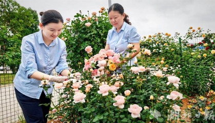 鲜花赠司机！这个收费站有点香
