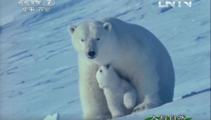 国际北极熊日：气候变迁中的“极地萌主”面临生存危机