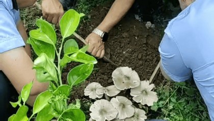 云南一派出所草坪连续36年长鸡枞：比老民警警龄还长，大自然的馈赠没有停过