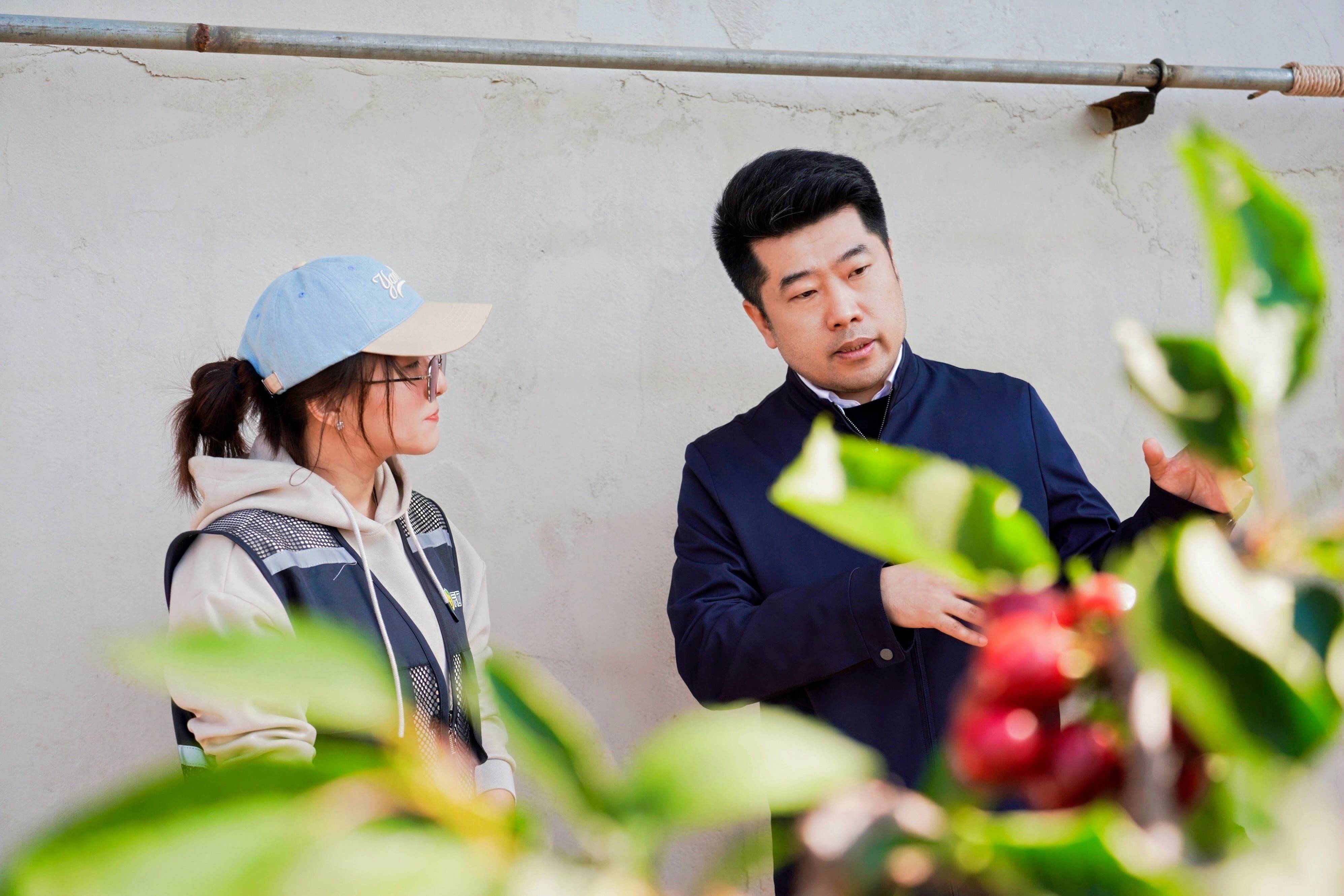 资讯|甜满中国•大连站｜“红宝石”的致富经