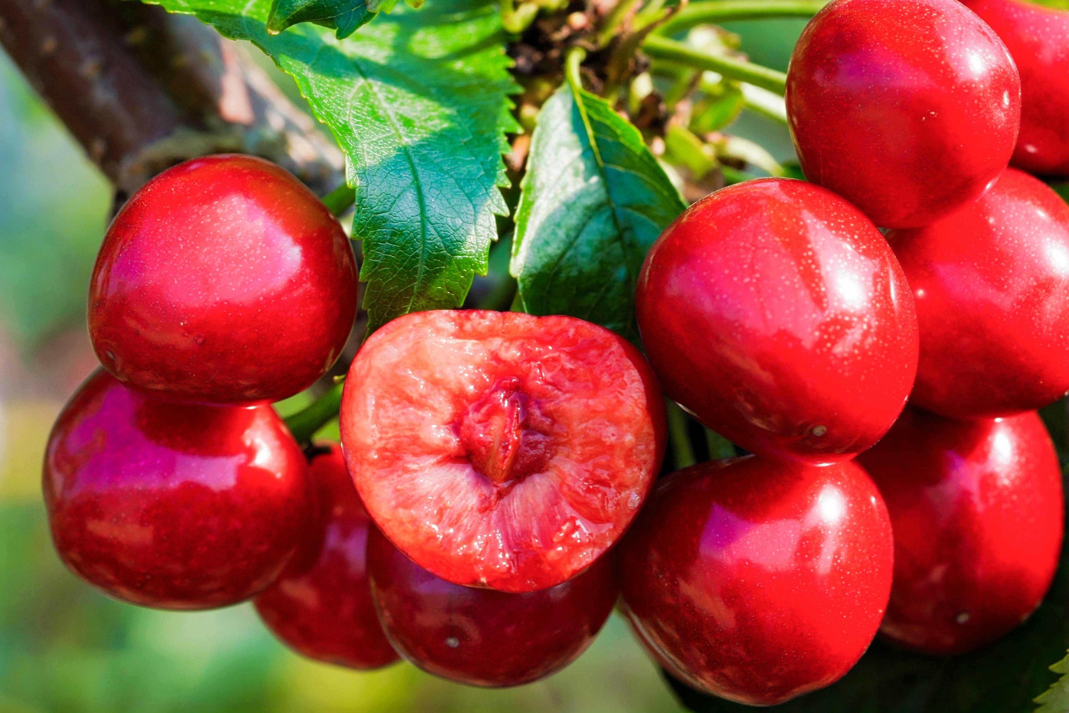 资讯|甜满中国•大连站｜“红宝石”的致富经