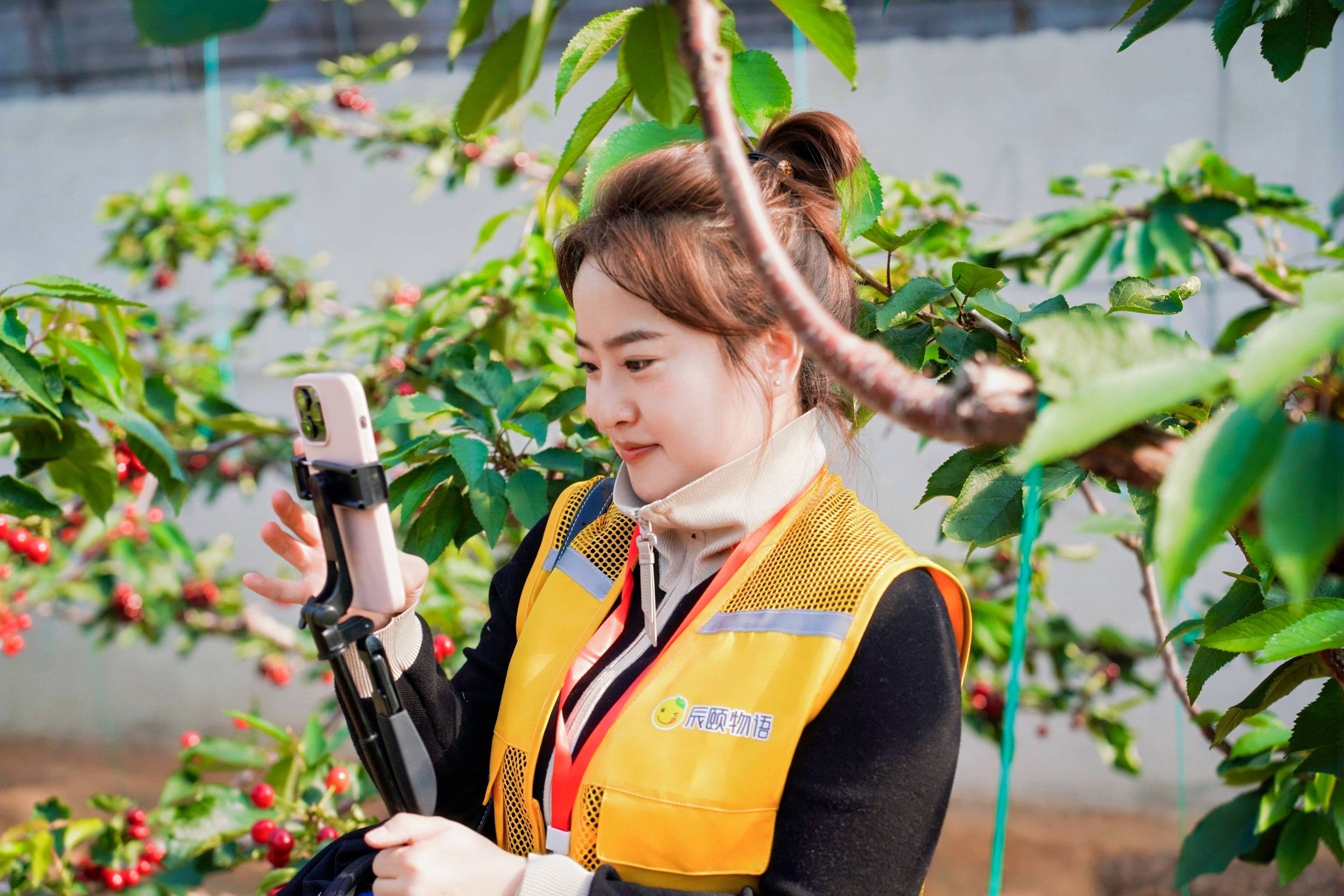 资讯|甜满中国•大连站｜“红宝石”的致富经