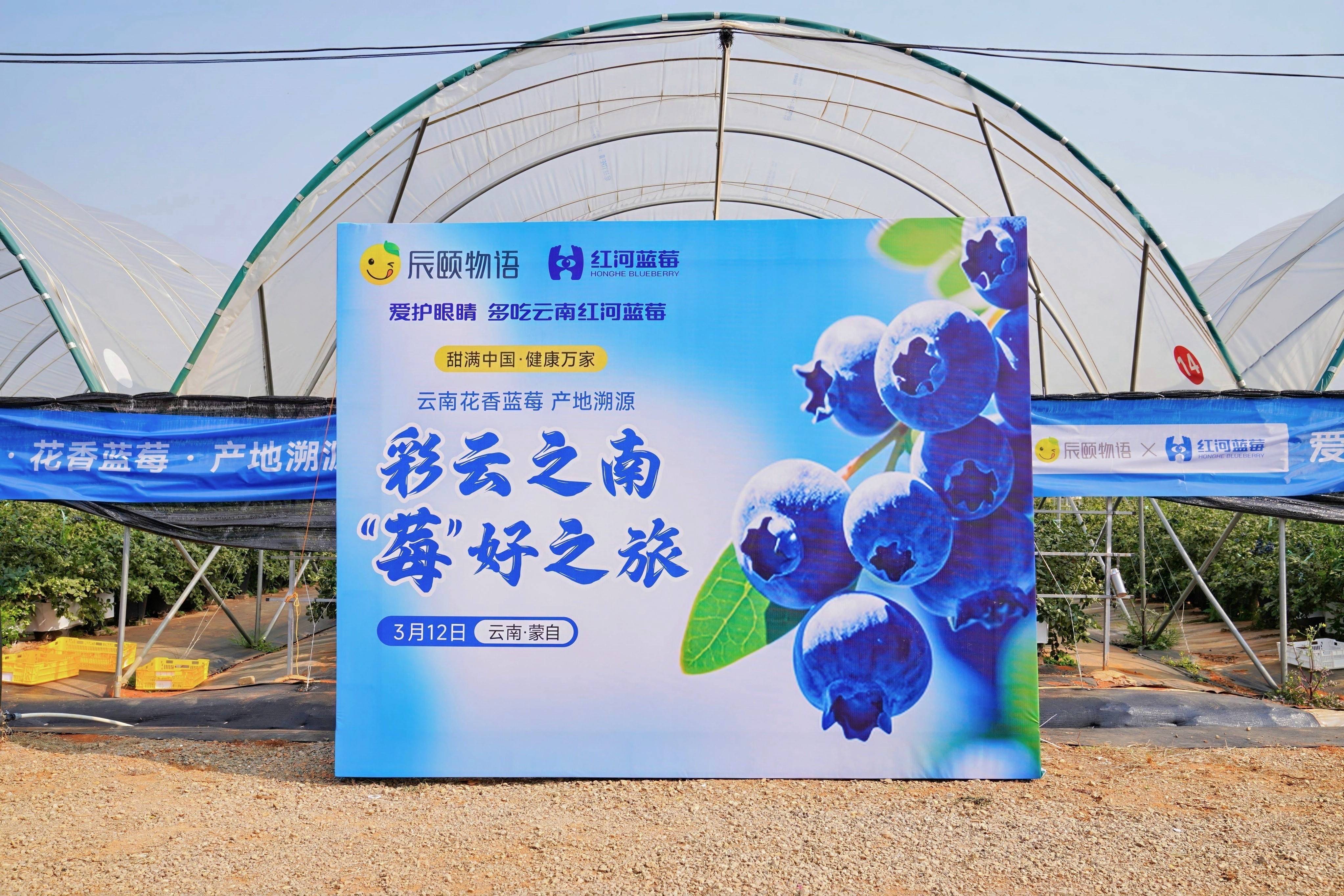 资讯||甜满中国·云南站|探寻“蓝果果”的鲜甜奥秘
