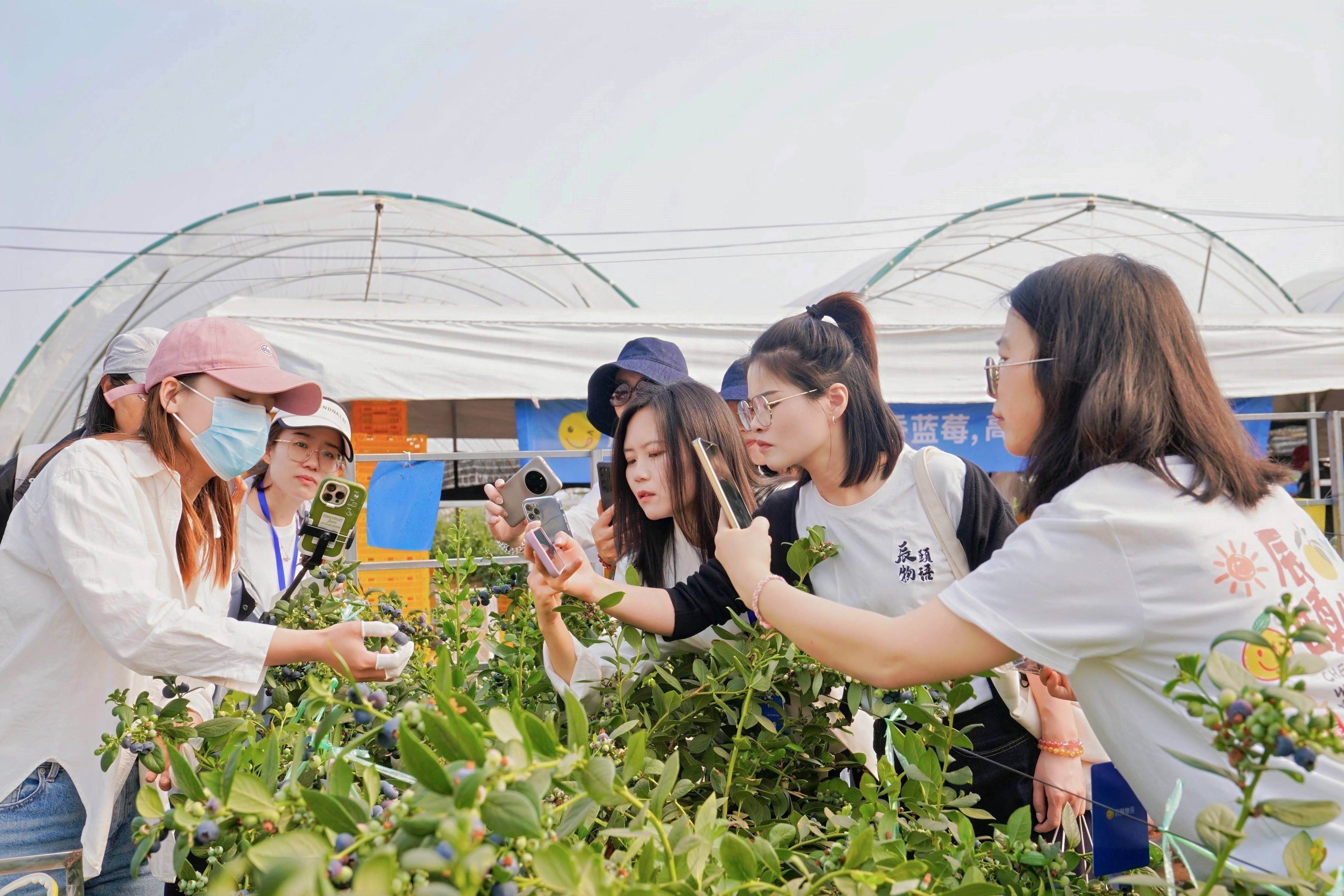 资讯||甜满中国·云南站|探寻“蓝果果”的鲜甜奥秘