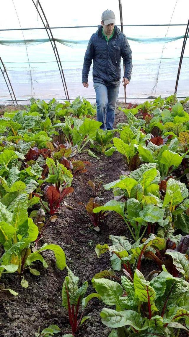 资讯有故事丨澳大利亚友人熊凯:我在天津当农民