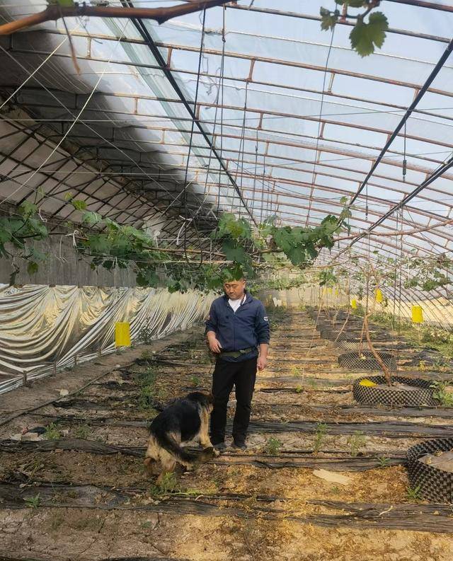 资讯有故事丨澳大利亚友人熊凯:我在天津当农民