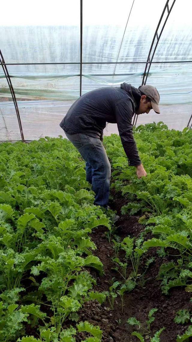资讯有故事丨澳大利亚友人熊凯:我在天津当农民