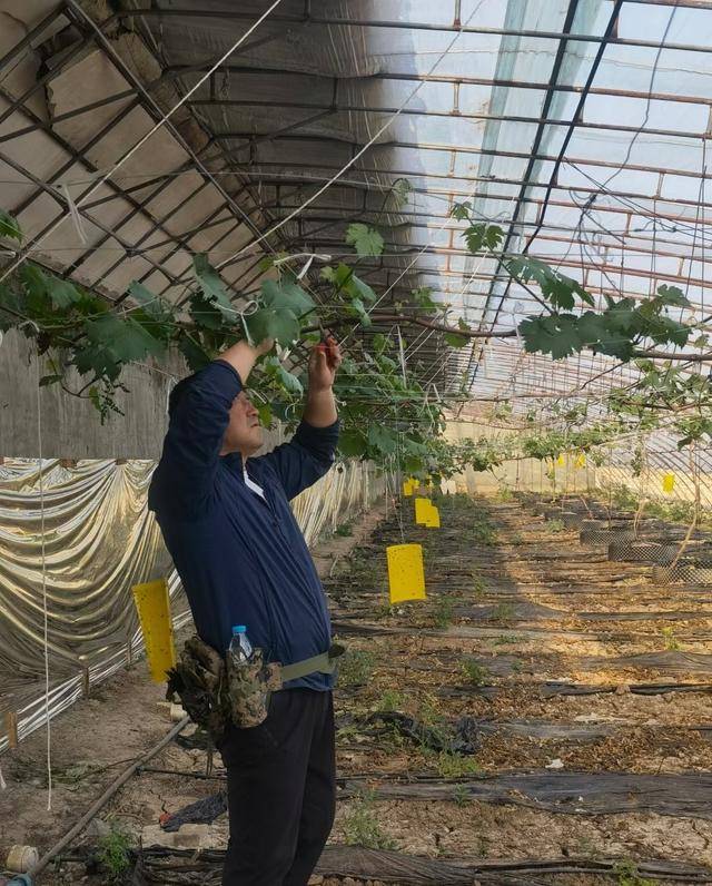 资讯有故事丨澳大利亚友人熊凯:我在天津当农民