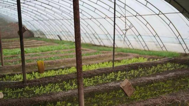 资讯有故事丨澳大利亚友人熊凯:我在天津当农民