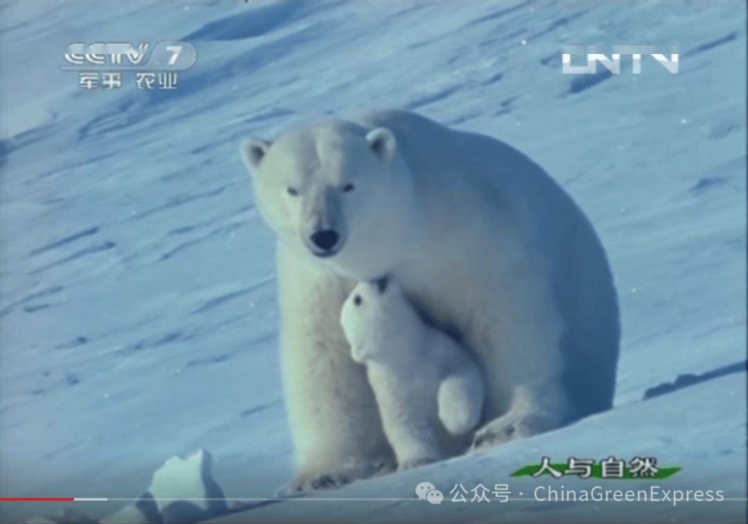 国际北极熊日:气候变迁中的“极地萌主”面临生存危机
