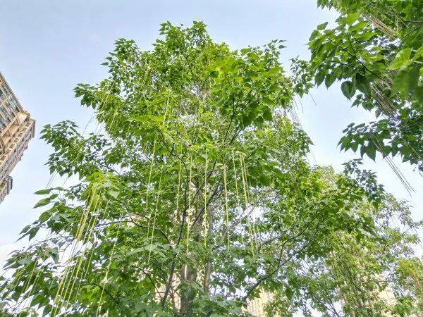 武汉这条路上大量出现，长达1米！到底是啥？