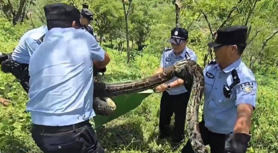 长3.7米、重42斤！云南一村民家羊圈旁惊现网纹蟒，已被民警擒获 当地曾发生巨蟒吞羊