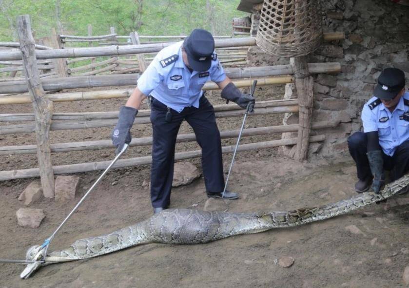 长3.7米、重42斤！云南一村民家羊圈旁惊现网纹蟒，已被民警擒获 当地曾发生巨蟒吞羊